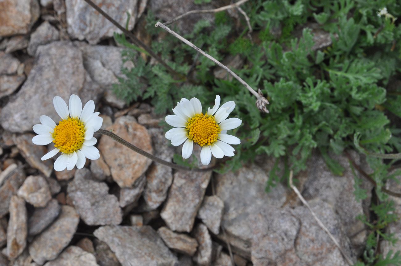 Image of Unknown species specimen.