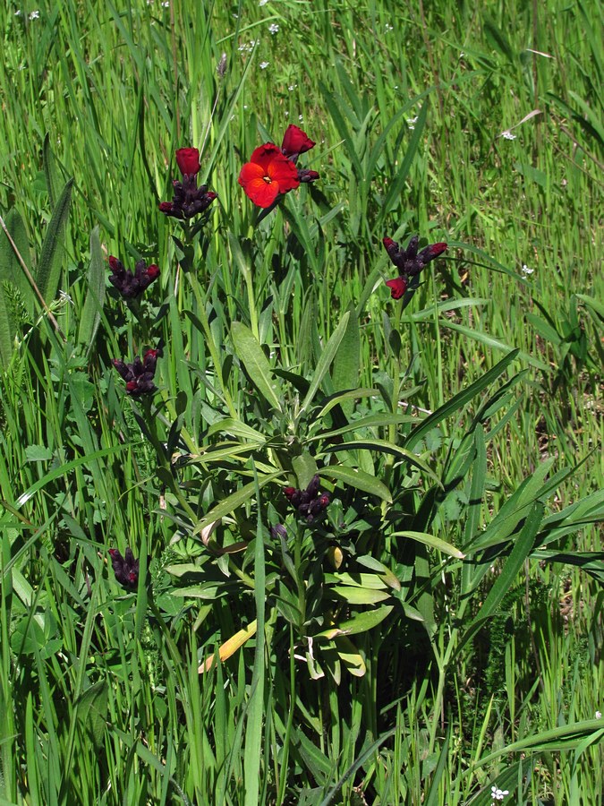 Image of Cheiranthus cheiri specimen.