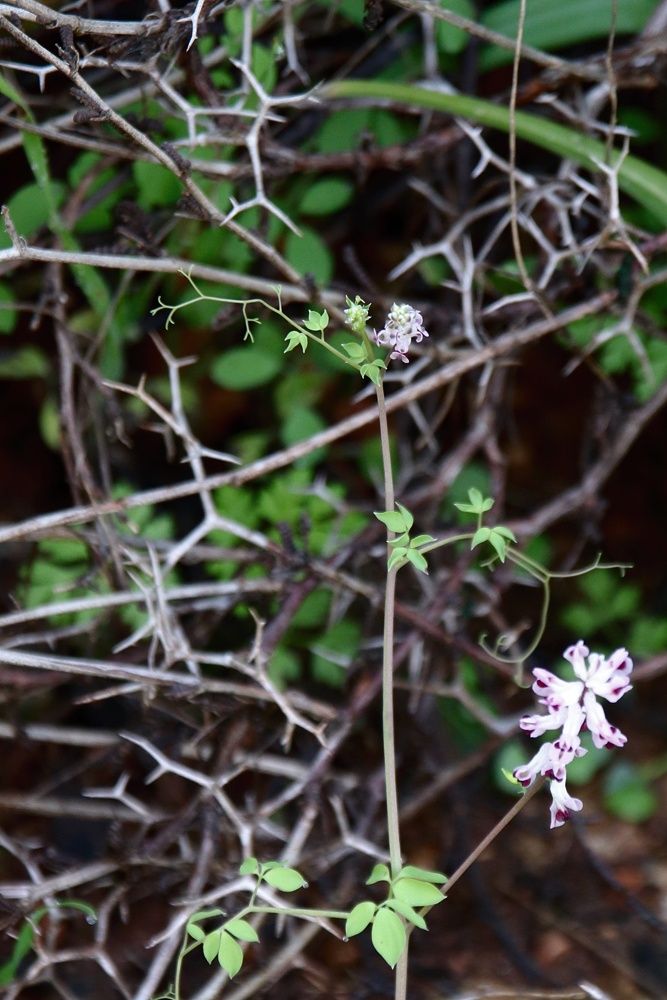 Изображение особи Ceratocapnos turbinata.
