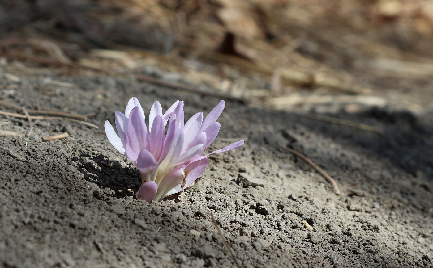 Изображение особи Colchicum umbrosum.