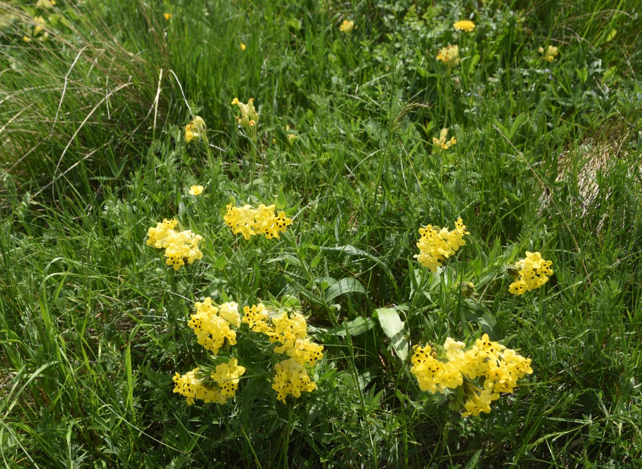 Image of Huynhia pulchra specimen.