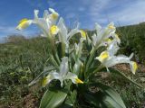 Juno orchioides. Цветущее растение. Казахстан, Туркестанская обл., хр. Таласский Алатау, буферная зона запов. Аксу-Жабаглы, плато Иирсу. 27 апреля 2026 г.
