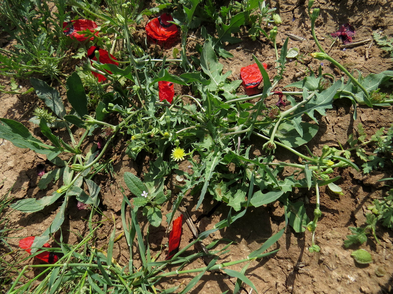 Image of Heteracia szovitsii specimen.