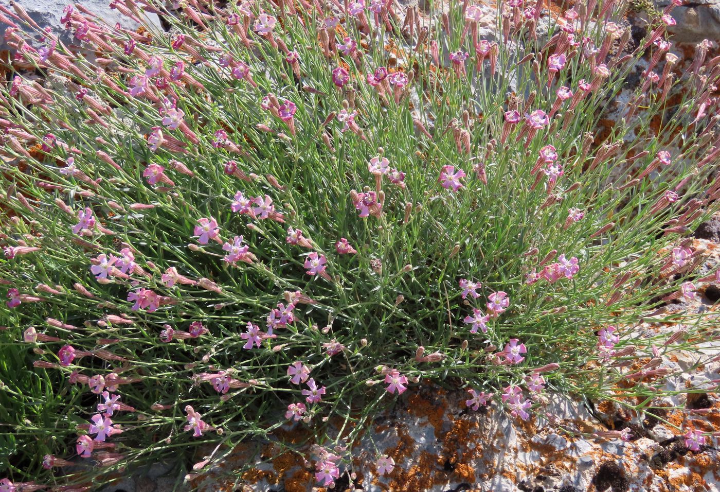 Изображение особи Silene brahuica.