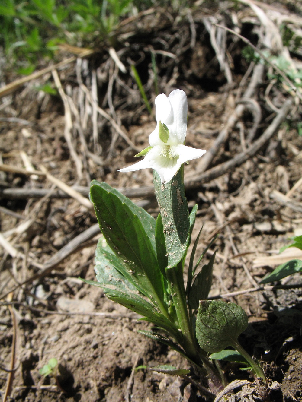 Image of Viola pumila specimen.