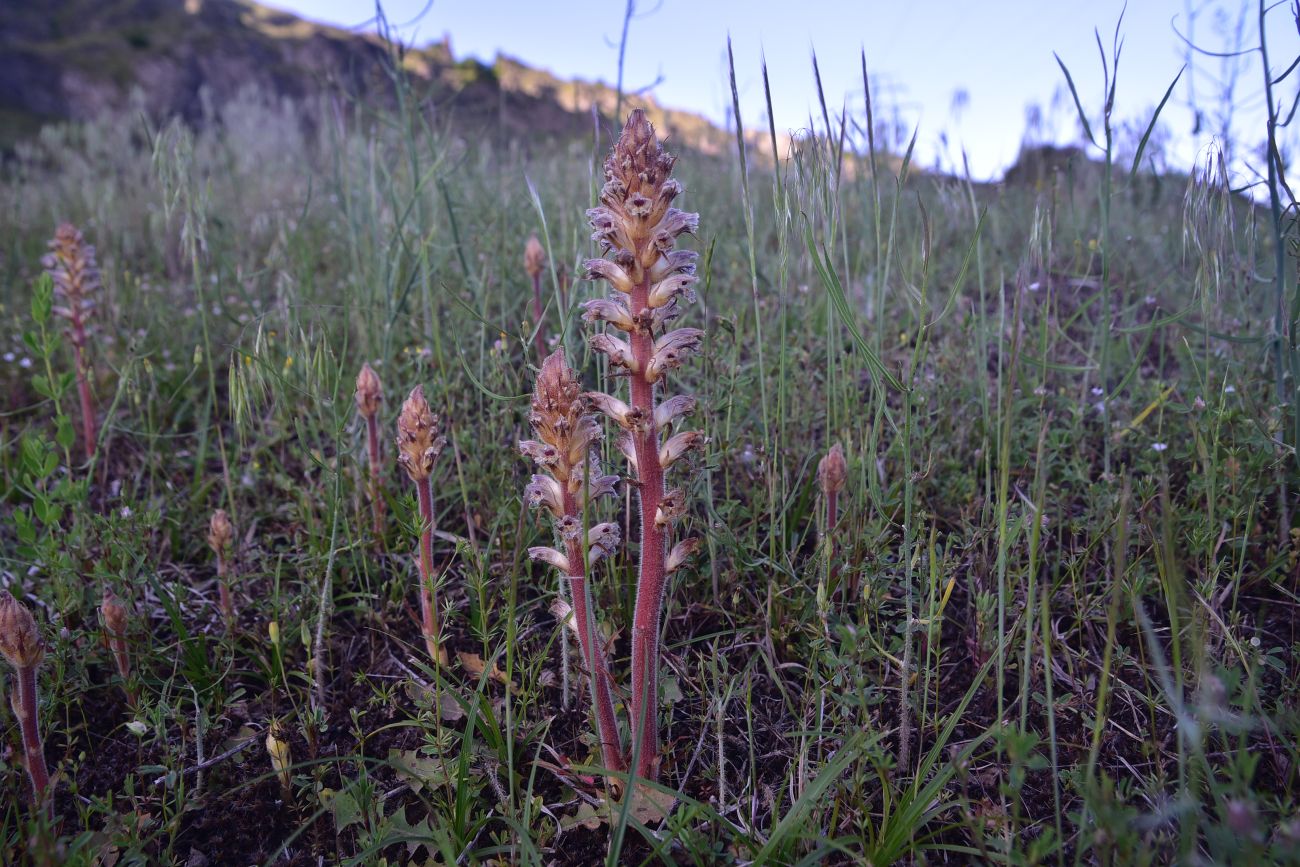 Image of genus Orobanche specimen.