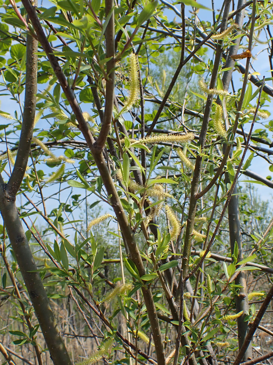 Изображение особи Salix triandra.