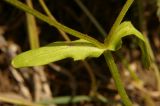 Valerianella muricata