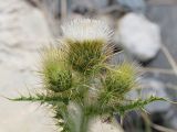 Cirsium sairamense. Распускающееся и развивающиеся соцветия. Таджикистан, Горно-Бадахшанская автономная обл., Рушанский р-н, хр. Музкол, окр. Сарезского оз., место фильтрации на Усойском завале, крупногалечниковый берег. 22 июня 2026 г.