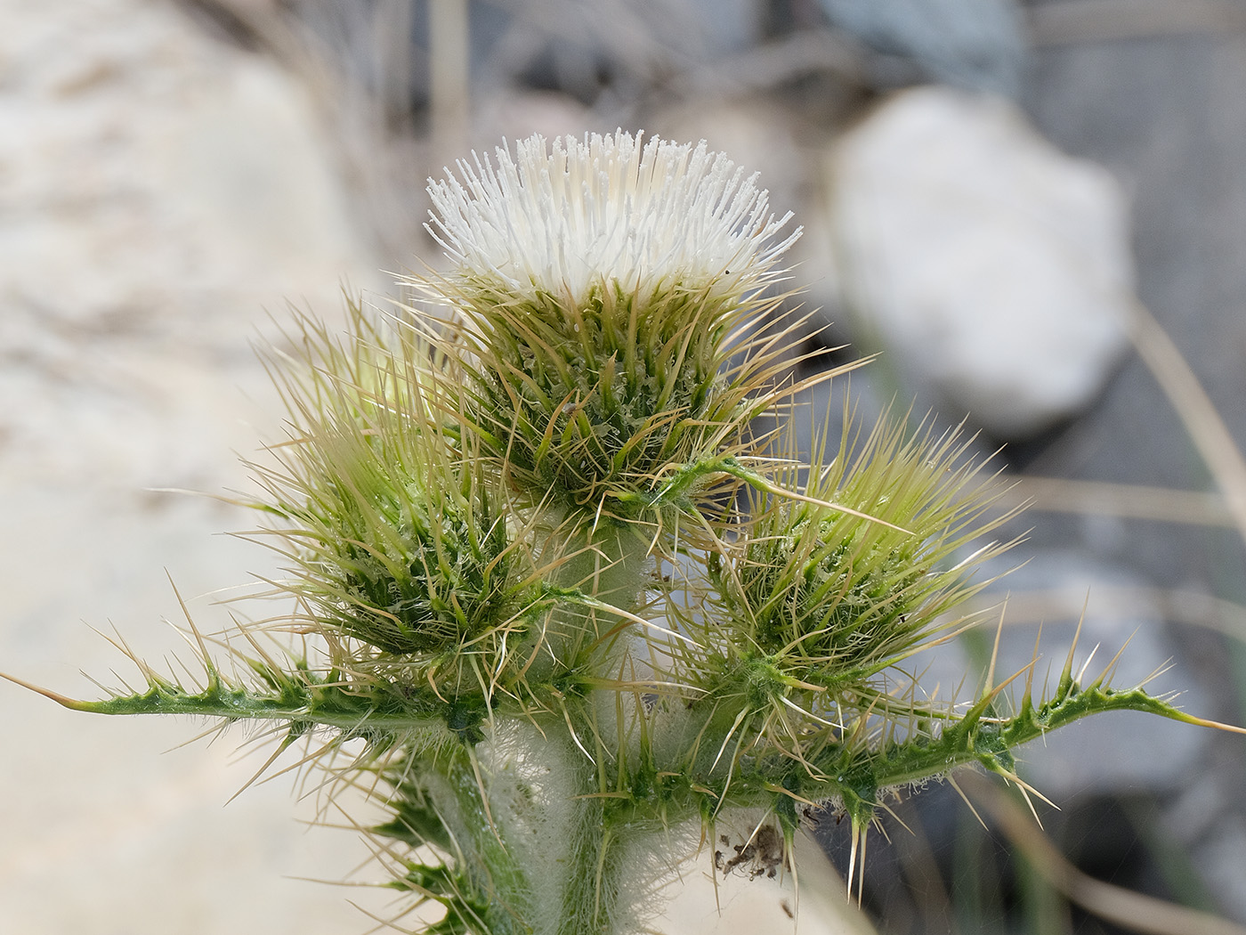 Image of Cirsium sairamense specimen.
