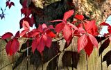 Parthenocissus quinquefolia. Часть побега с листьями в осенней окраске. Московская обл., г. Железнодорожный, в культуре. 22.09.2025.