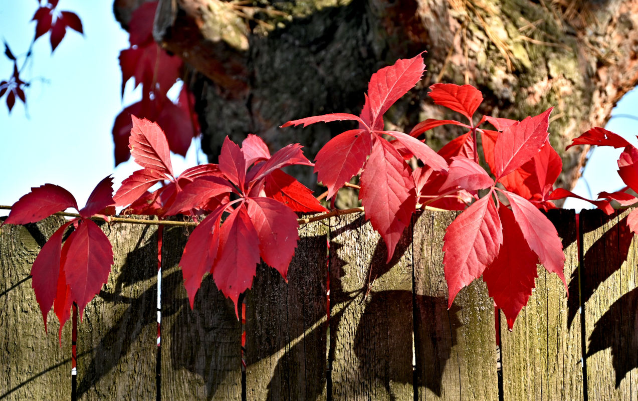 Изображение особи Parthenocissus quinquefolia.