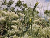 genus Scorzonera. Верхушка расцветающего растения в сообществе цветущих Cardaria draba. Горный Крым, окр. с. Генеральское, обочина трассы, на куче грунта. 16.05.2026.