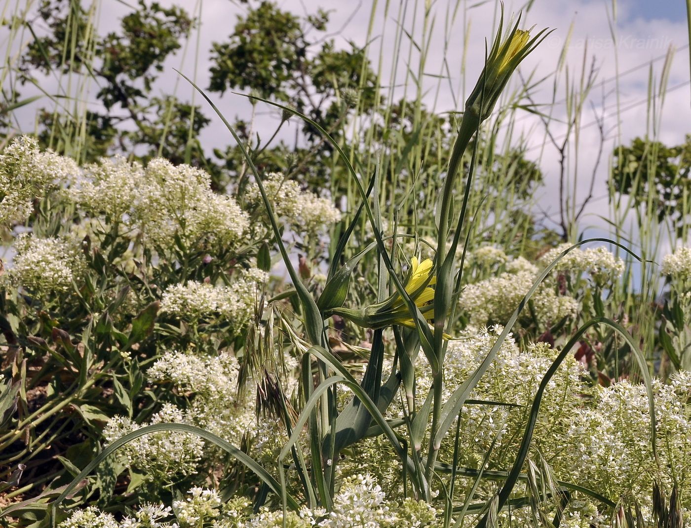 Изображение особи род Tragopogon.