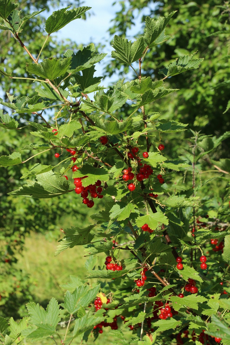 Изображение особи род Ribes.