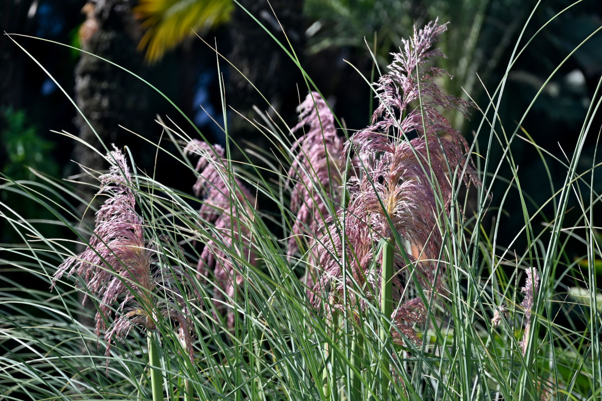 Image of Cortaderia selloana specimen.