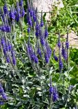 Veronica incana