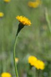 genus Leontodon