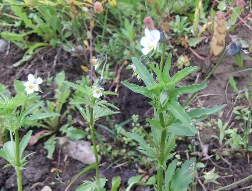 Изображение особи Viola arvensis.