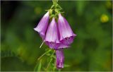 Digitalis purpurea. Верхушка соцветия. Московская обл., Раменский р-н, окр. дер. Хрипань, садовый участок. 22.06.2026.