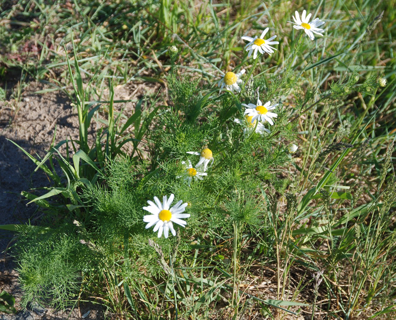 Изображение особи Tripleurospermum inodorum.