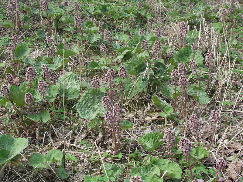 Image of Petasites hybridus specimen.