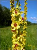 Verbascum nigrum. Часть соцветия. Тверская обл., Ржевский р-н, р. Волга, окр. переката Рождественский, заливной луг. 10 июля 2011 г.