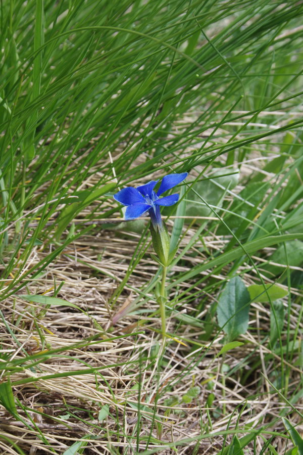 Изображение особи Gentiana angulosa.