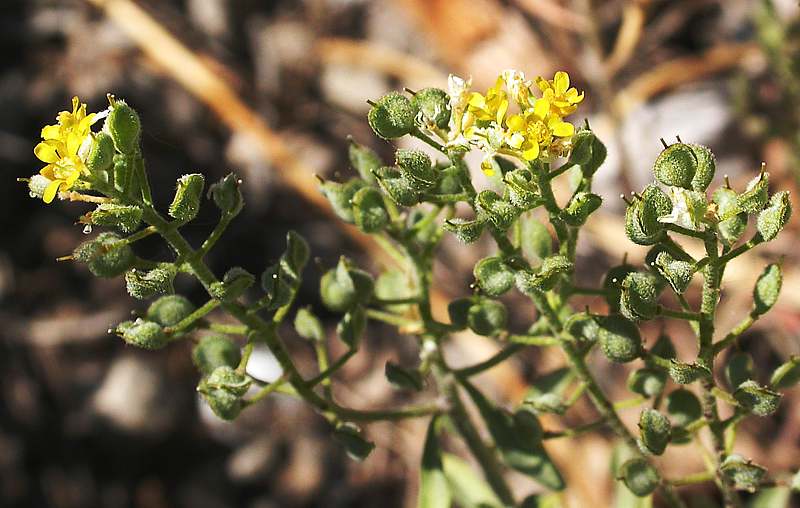 Изображение особи род Alyssum.