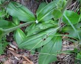 Arnica montana