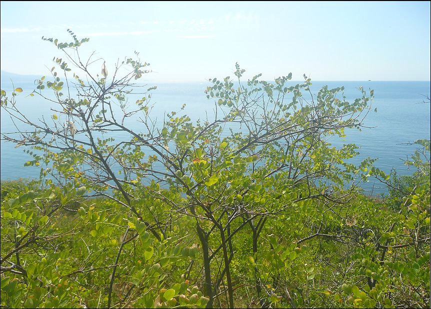 Image of Colutea cilicica specimen.