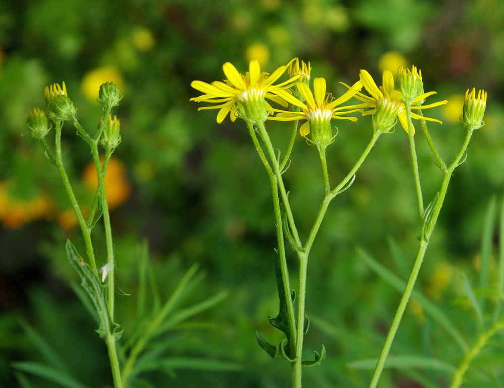 Image of Senecio jacobaea specimen.