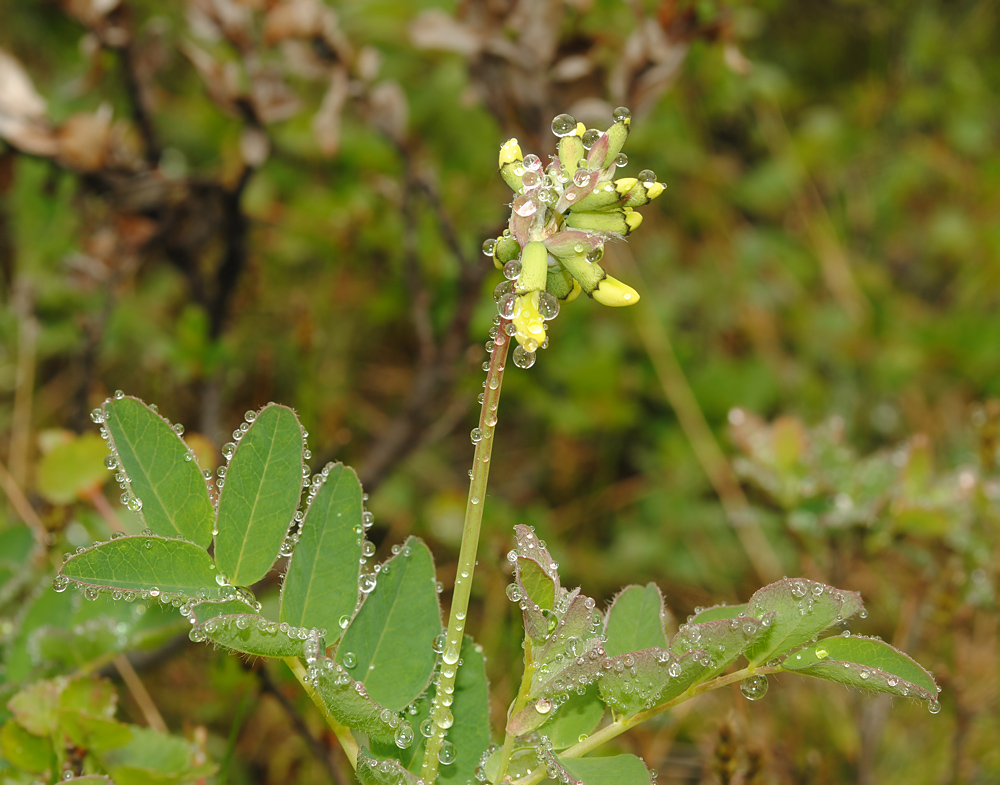 Изображение особи Astragalus frigidus.