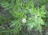 Erodium stephanianum