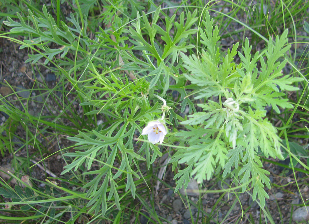 Image of Erodium stephanianum specimen.