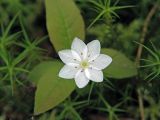 Trientalis europaea