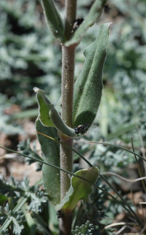 Image of Silene quadriloba specimen.