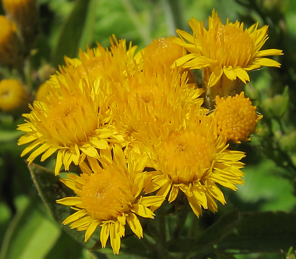 Image of Inula germanica specimen.