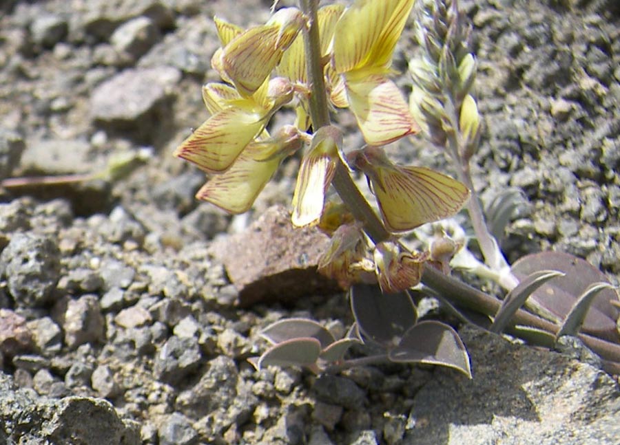 Image of Onobrychis heterophylla specimen.