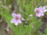 Erodium cicutarium