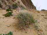 Elytrigia juncea. Плодоносящее растение в зоне забрызга на морском берегу; слева вверху - Limbardia crithmoides, внизу - Crithmum maritimum. Израиль, Шарон, г. Герцлия, северные окр. пос. Ноф Ям, побережье Средиземного моря, пляж. 20.01.2010.