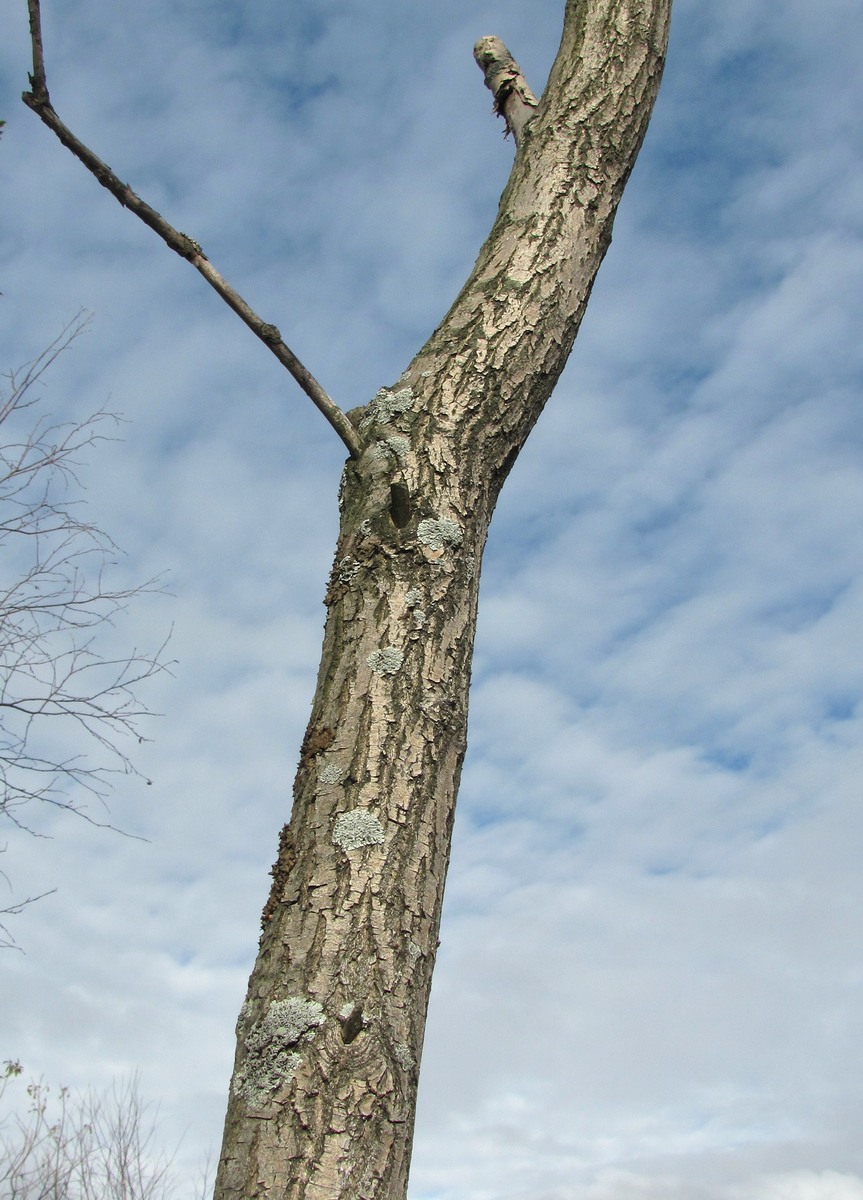 Изображение особи Salix pentandra.