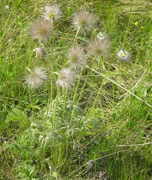 Image of Pulsatilla patens specimen.