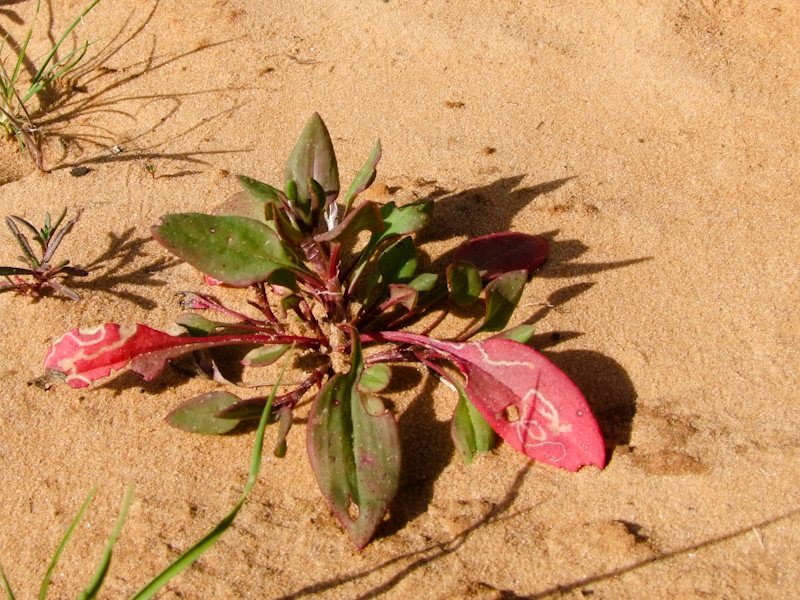 Изображение особи Rumex bucephalophorus.