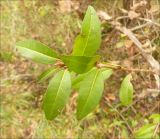 Ligustrum vulgare. Конец побега с листвой. Черноморское побережье Кавказа, Новороссийск, близ мыса Шесхарис, балочный можжевеловый лес. 4 декабря 2011 г.