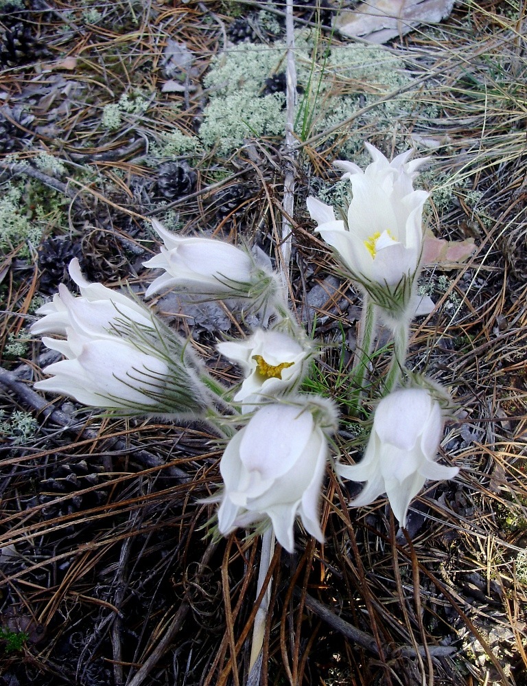 Image of Pulsatilla multifida specimen.