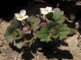 Veronica cymbalaria. Верхушка побега с цветками. Южный Берег Крыма, окр. мыса Плака. 19 марта 2012 г.