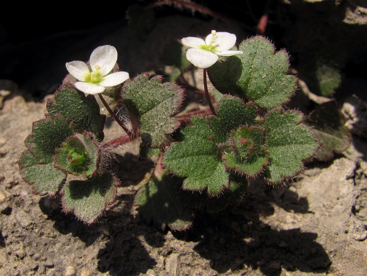 Изображение особи Veronica cymbalaria.