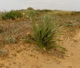 Pancratium maritimum. Вегетирующее растение. Израиль, Шарон, г. Герцлия, высокий берег Средиземного моря. 15.04.2012.