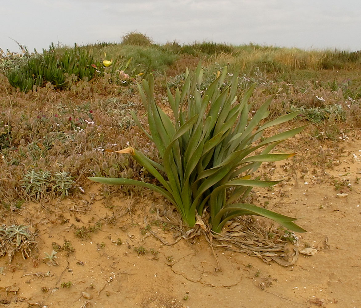 Изображение особи Pancratium maritimum.